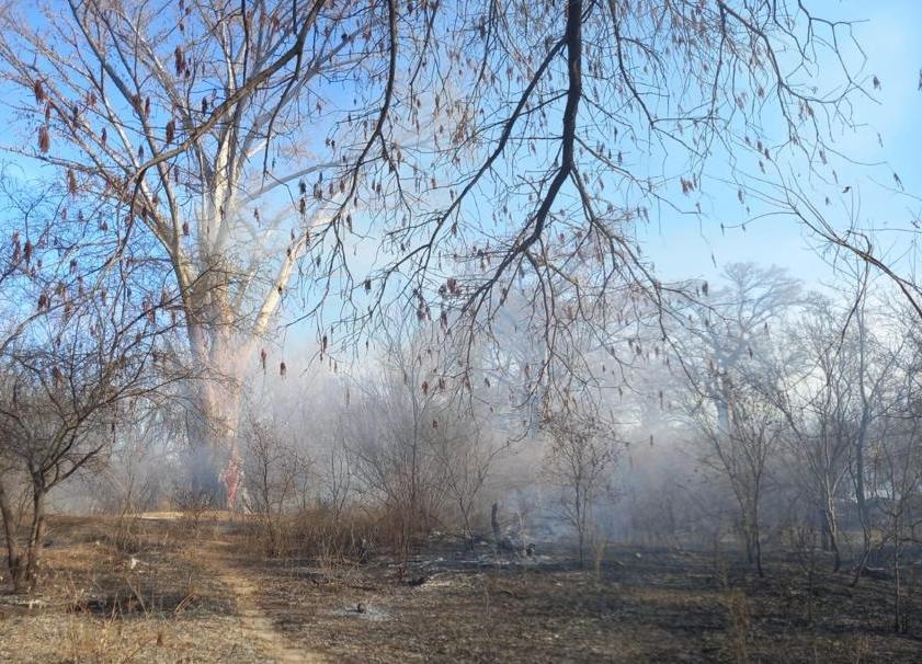 2 hectáreas afectadas por incendio que consumió sabinos