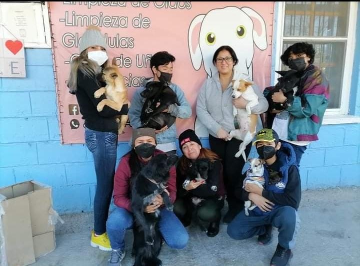 Inicia campaña de esterilización canina y felina “Huellitas con Causa»