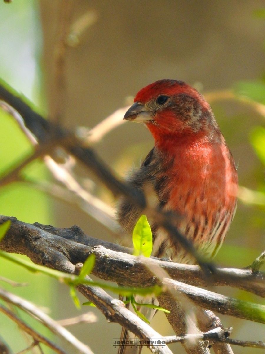 Coahuila cuenta con más de 240 especies de aves