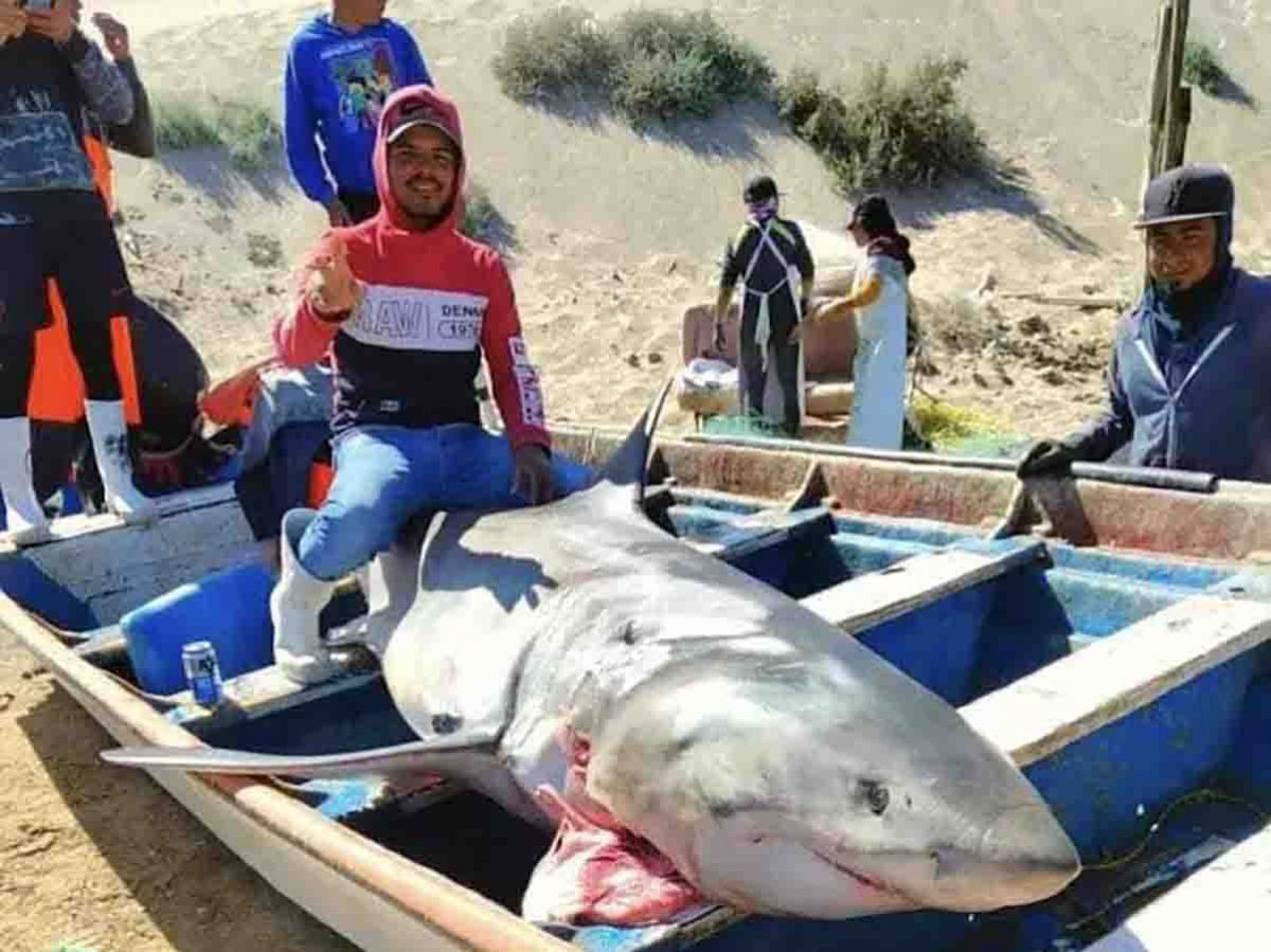 Capturan enorme tiburón en Sonora; sospechan que devoró a un pescador