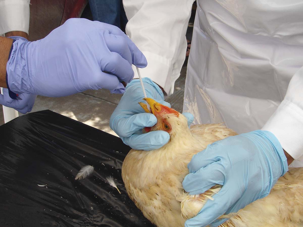 Alerta por influenza aviar en Coahuila y Durango; van más de 280 mil aves muertas