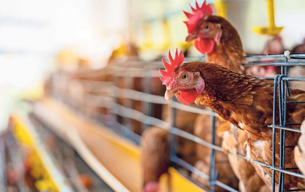 Detectan brote de influenza aviar en granjas de Coahuila
