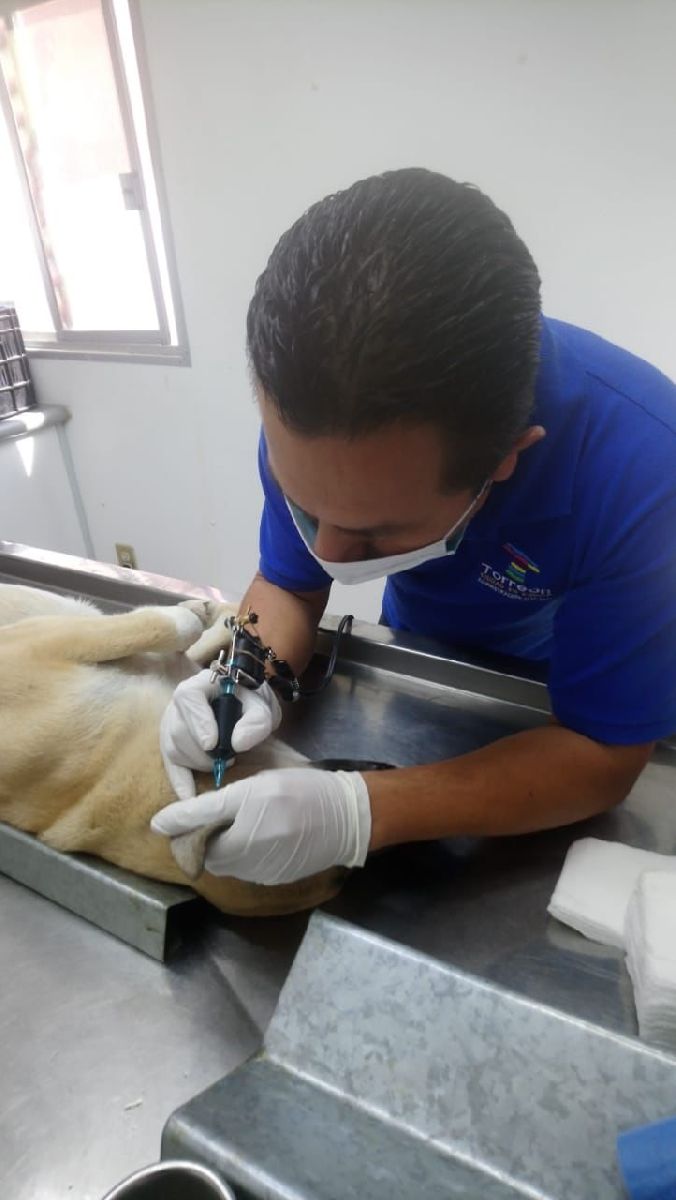Salud Municipal pone disposición servicios veterinarios
