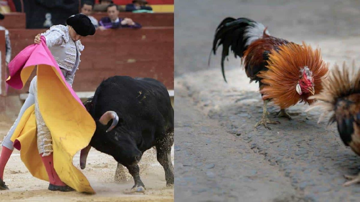 Peleas de gallos y corridas de toros ya son patrimonio cultural en Nuevo León