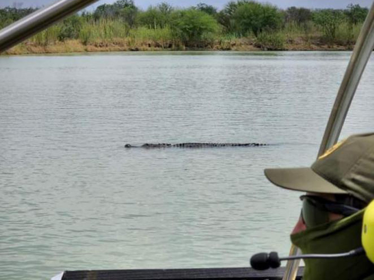 Enorme cocodrilo es captado en el Río Bravo; se cree fue llevado para que migrantes no crucen por ahí