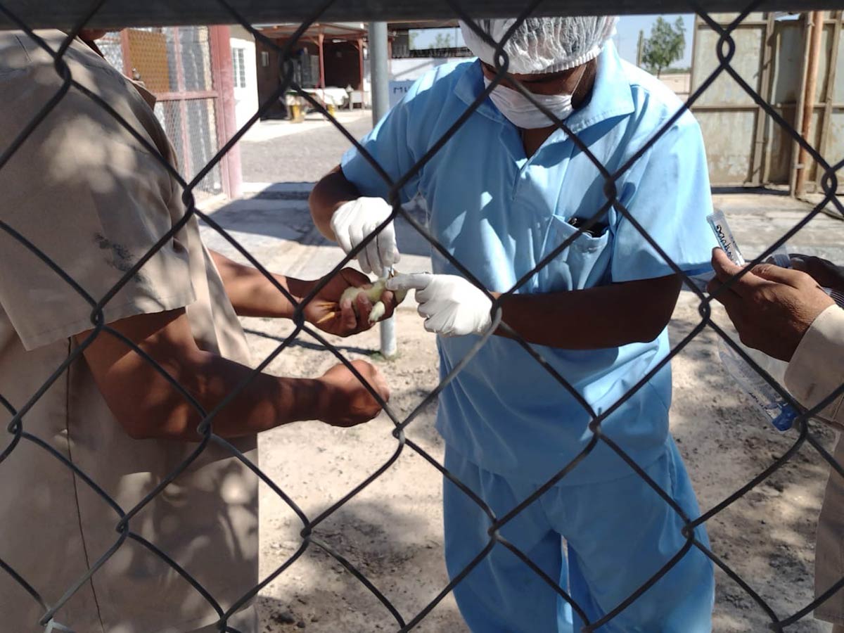 Más de 731 mil aves sacrificadas por brote de influenza aviar en Coahuila y Durango