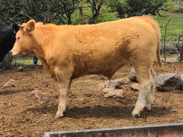 Agoniza ganado bovino en el ejido Sauceda del Naranjo