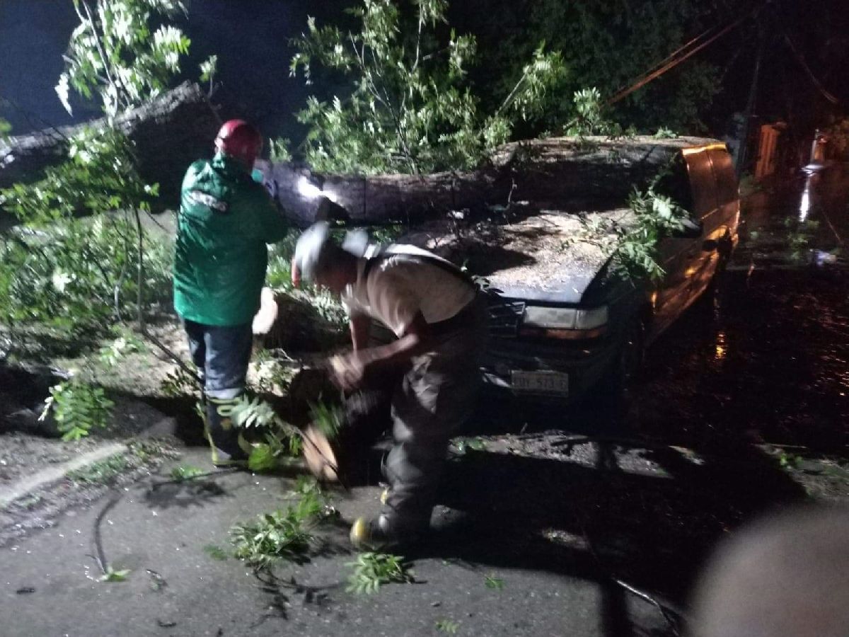 Protección civil en Múzquiz, atiende reportes de árboles caídos tras fuertes lluvias