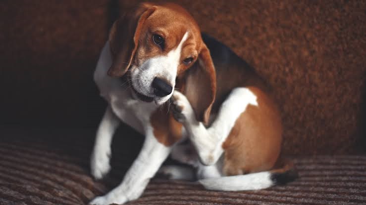 Importante dar tratamiento a las mascotas en temporada de pulgas y garrapatas