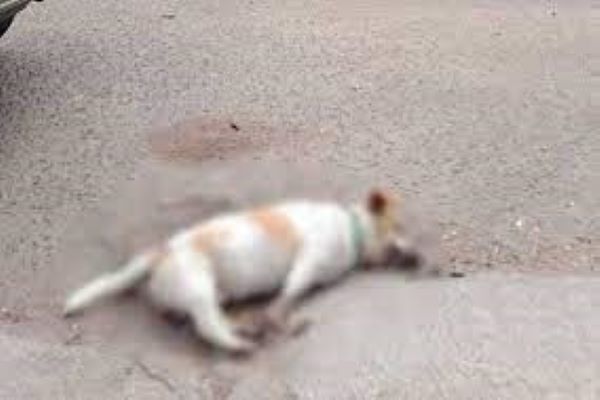 Alertan por envenenamiento masivo de mascotas en Comondú, BCS