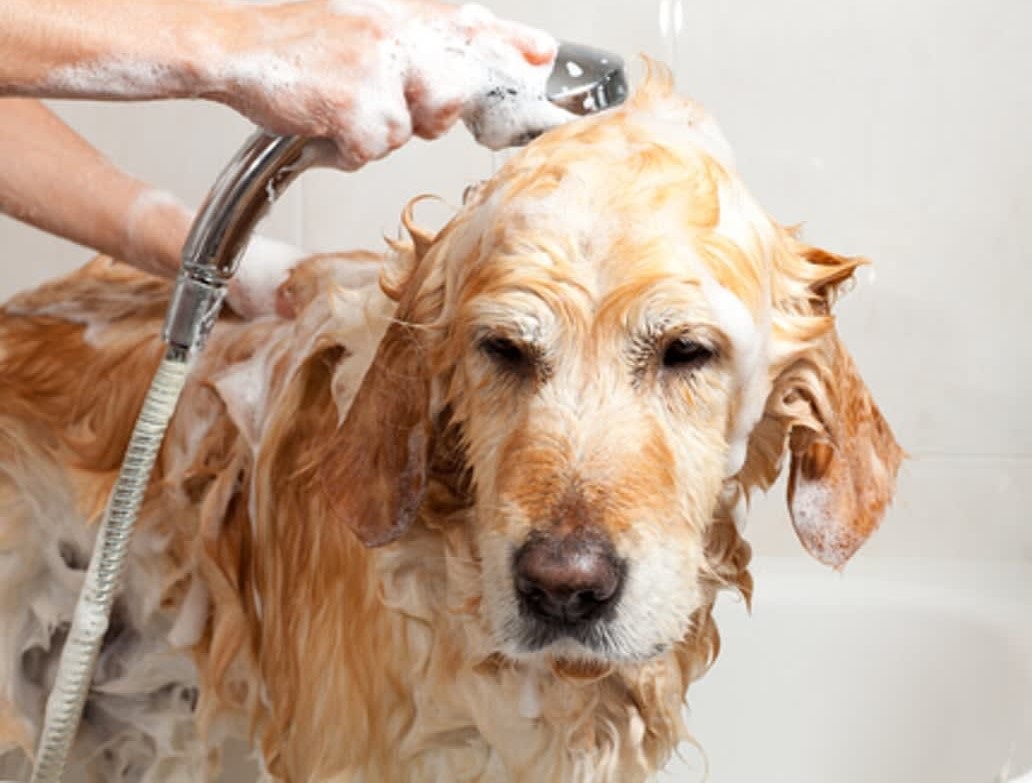Ante intenso calor baños medicados recurrentes a mascotas