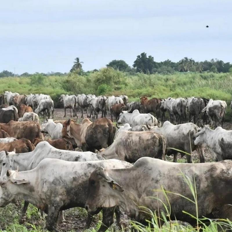 Autoridades estatales iniciarán barrido en Guasave para combatir la brucelosis en el ganado
