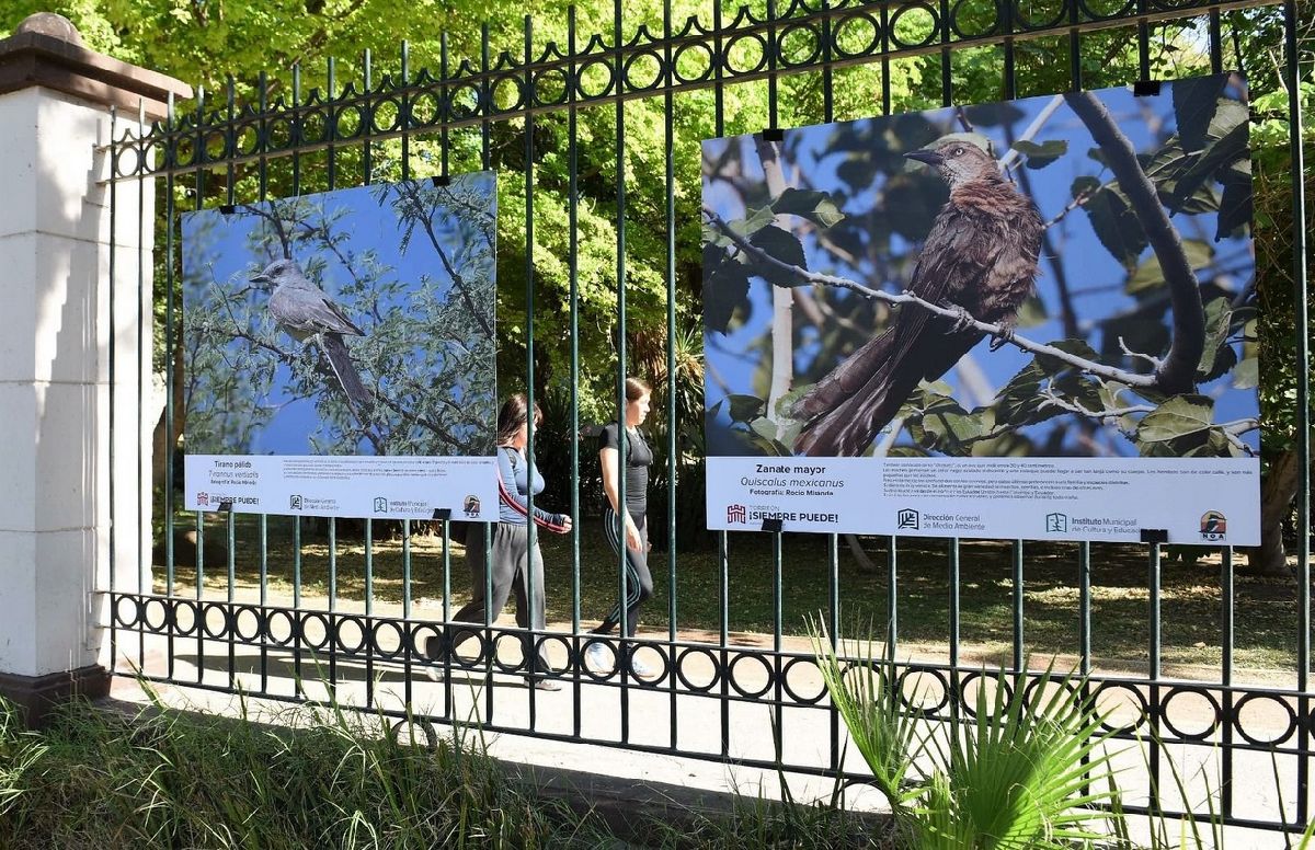 Invitan a la “Exposición de aves urbanas” en el Bosque Venustiano Carranza
