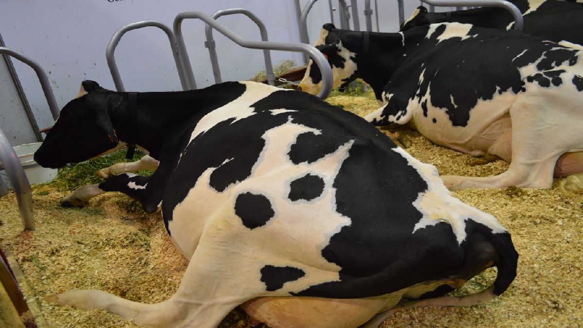 Calor provoca estrés y baja de peso en el ganado
