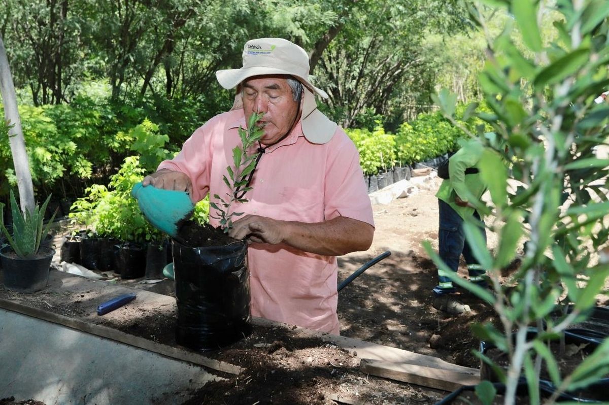 Produce vivero municipal de Saltillo arbolado para reforestaciones