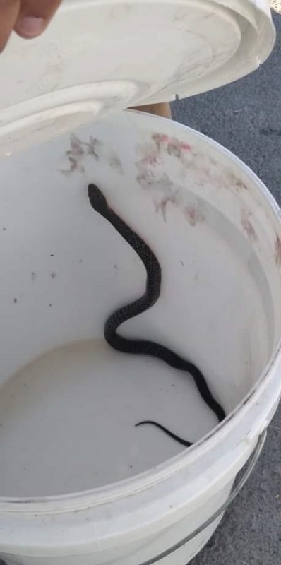 Capturan serpiente negra en una vivienda en Morelos