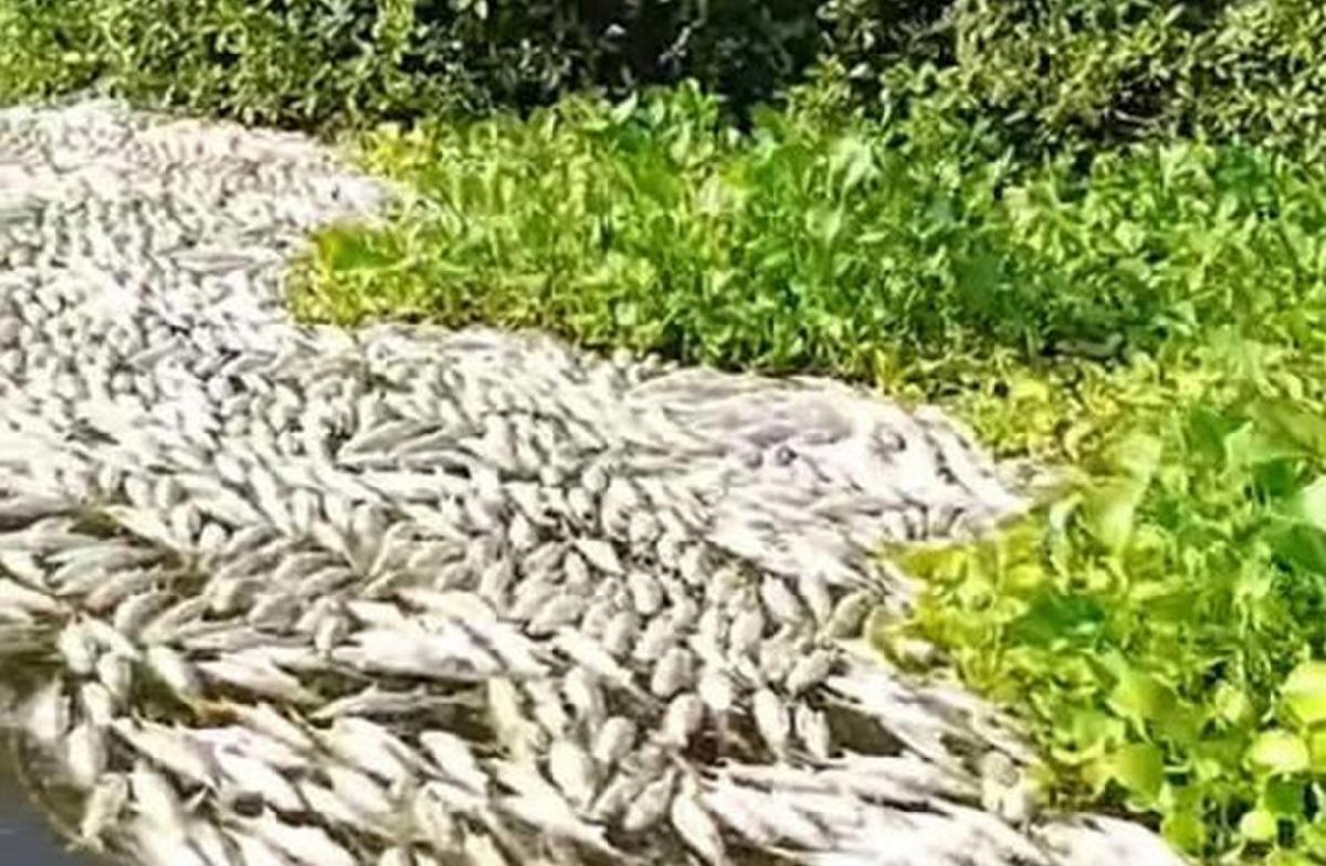 Denuncian muerte masiva de peces en Colima