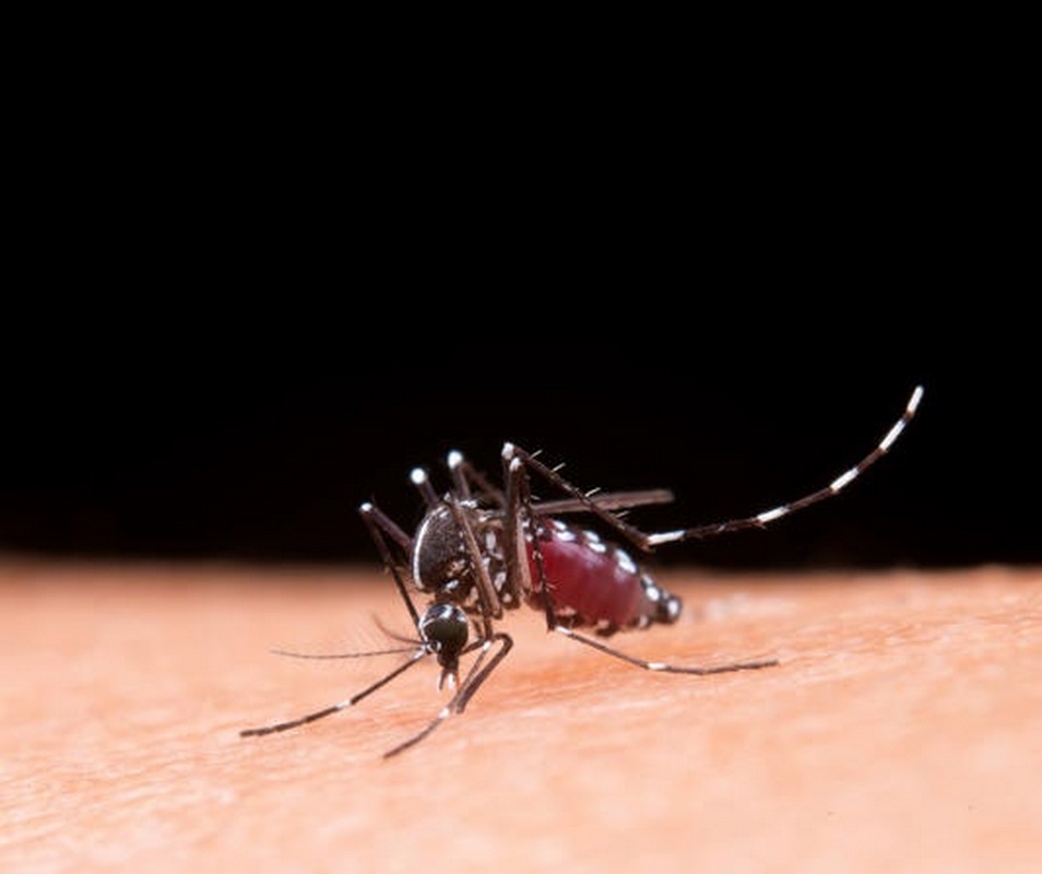 Activan alerta epidemiológica en Oaxaca por dengue; hay tres muertos y más de 700 casos