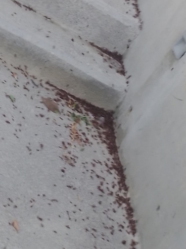 Llaman a no hacer daño a las hormigas voladoras que empiezan a verse por toda la ciudad