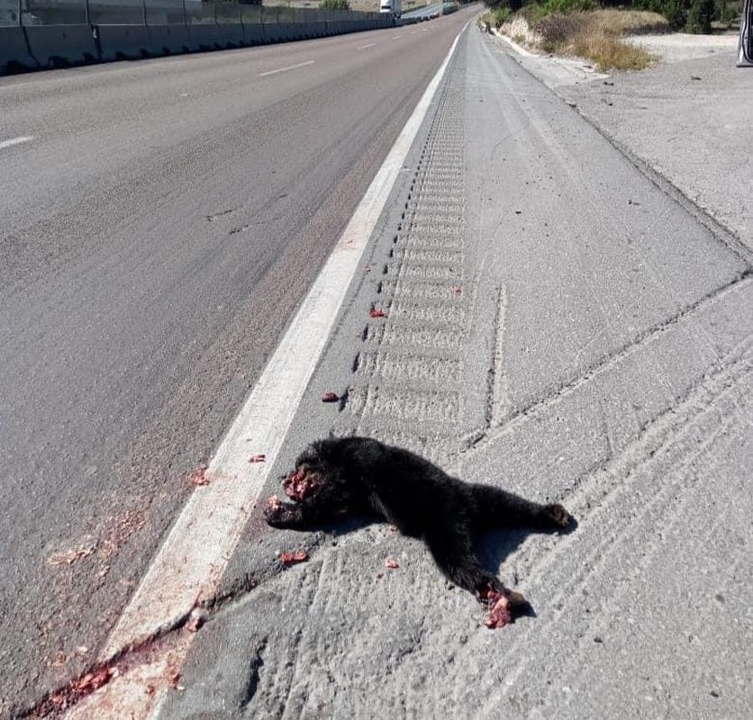 Arroyan a oso bebé en Arteaga