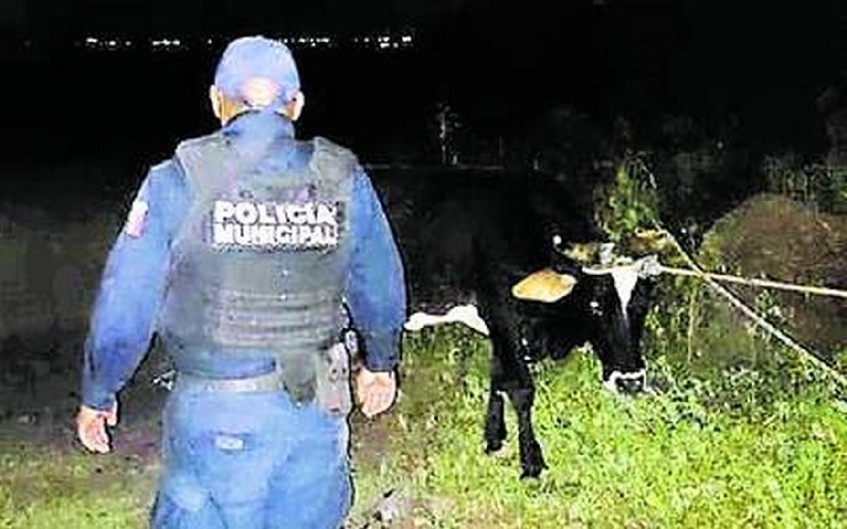 17 denuncian por abigeato ante la Fiscalía Regional