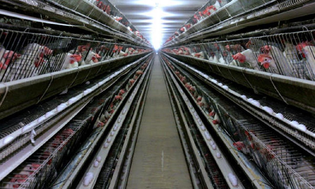 Mayor productor de huevo sacrificará a todas sus gallinas por brote de salmonelosis