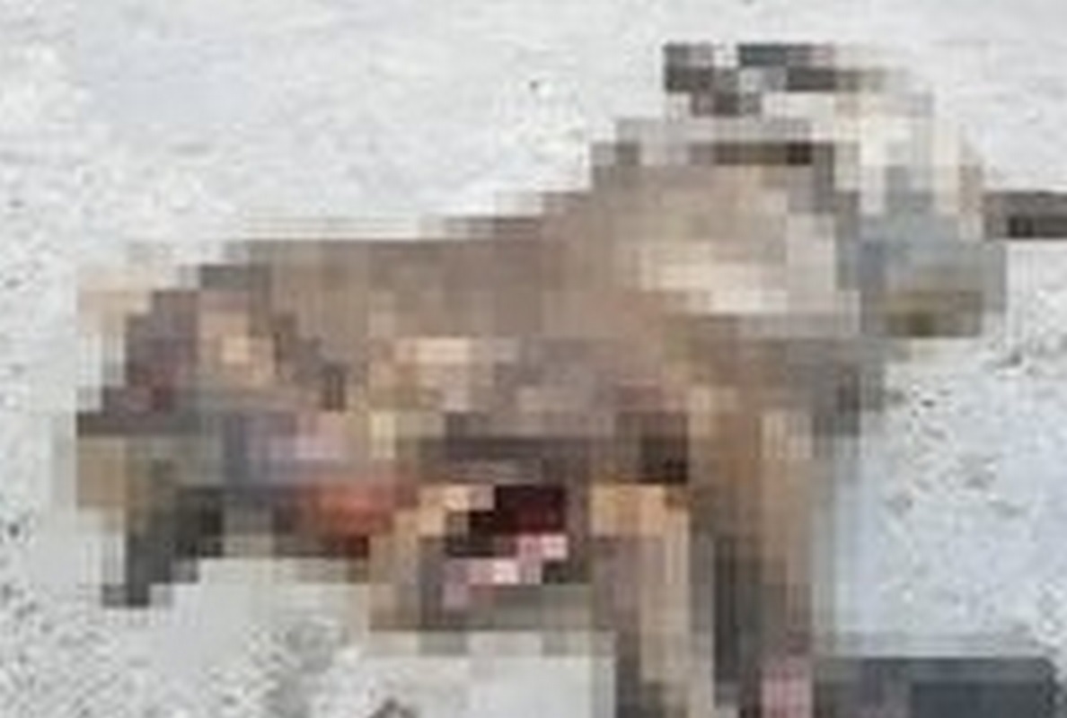 Liberan al descuartizador de perros