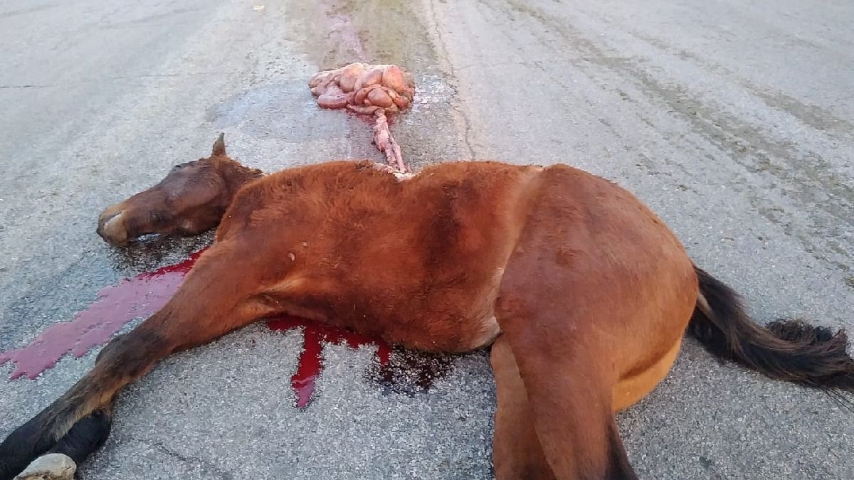 CABALLO CHOCA CONTRA VEHÍCULO PARTICULAR Y DEJA AL CHOFER LESIONADO Y CON DAÑOS MATERIALES
