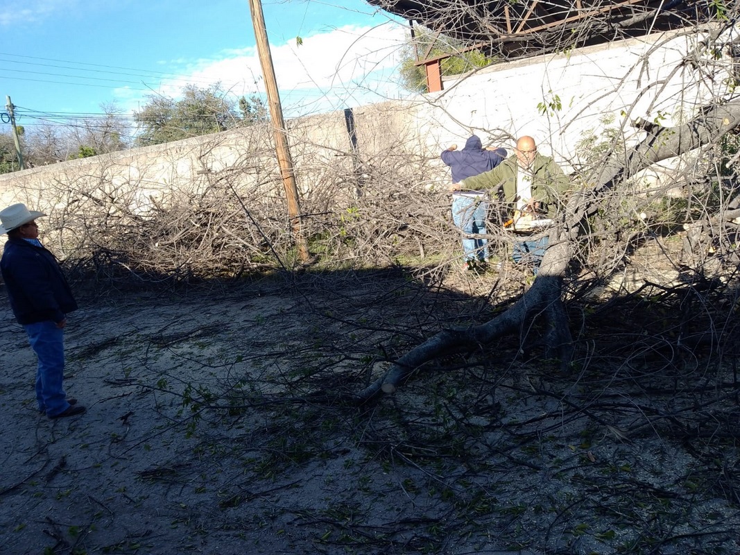 CAE ÁRBOL EN MÚZQUIZ