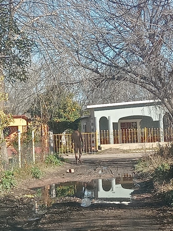 DENUNCIAN ANTE LA POLICÍA MUNICIPAL A SUJETO QUE LE GUSTA ANDAR CÓMO DIOS LO TRAJO AL MUNDO