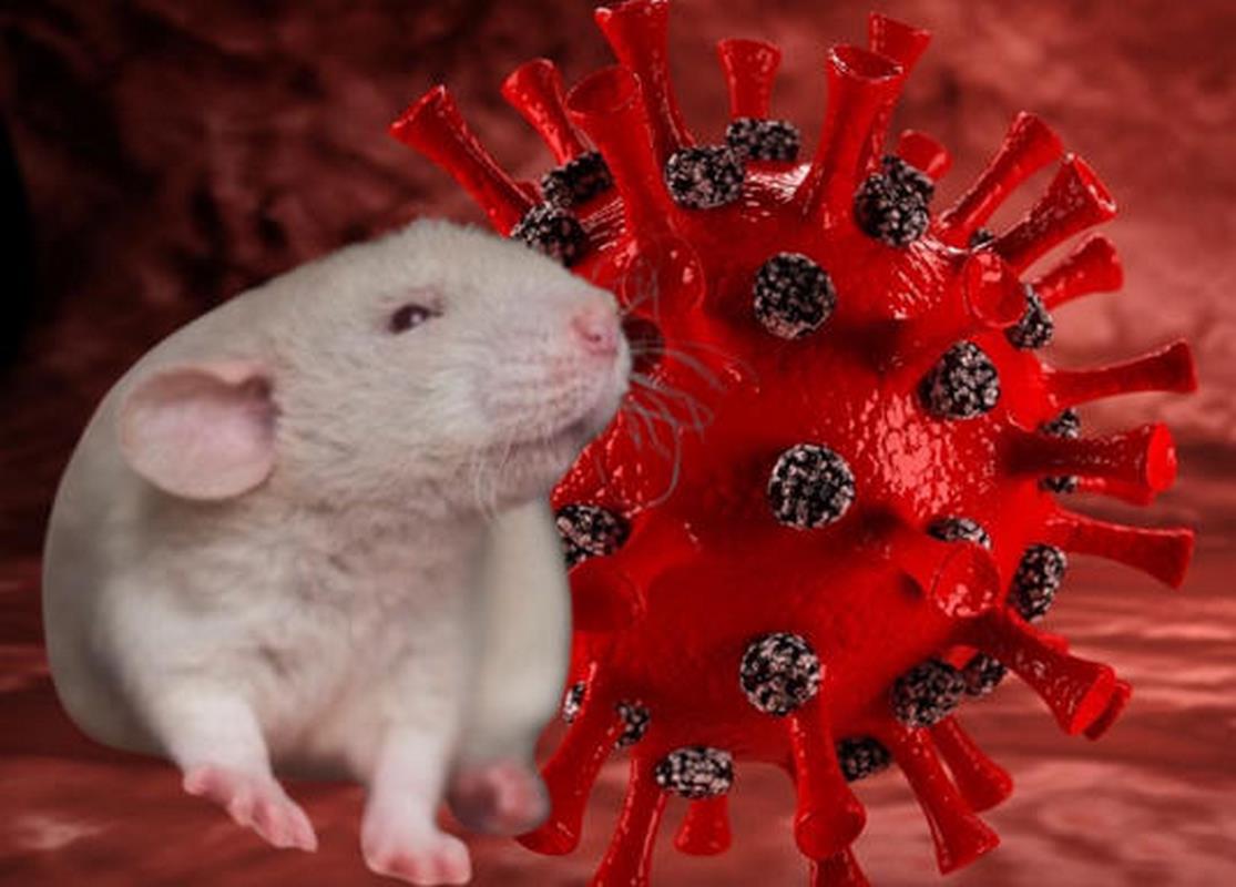 Coronavirus: esto es lo que se sabe de la cepa 100 % mortal creada en un laboratorio de China