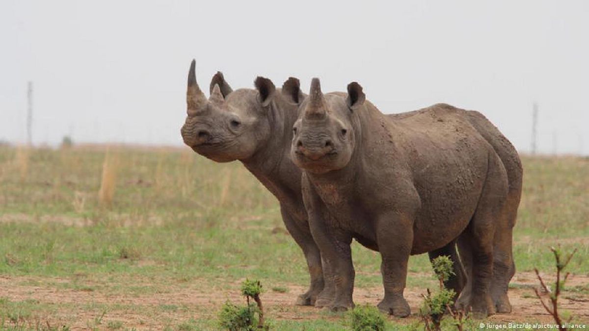 Aumenta la caza furtiva de rinocerontes en Sudáfrica