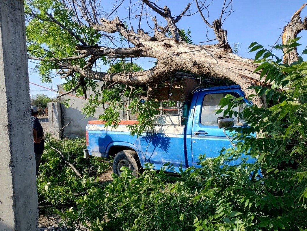 SIN ENERGÍA ELÉCTRICA EN ALGUNOS BARRIOS Y COLONIAS DE MÚZQUIZ, ÁRBOLES, CABLES CAÍDOS, DEJAN FUERTES RÁFAGAS DE VIENTO