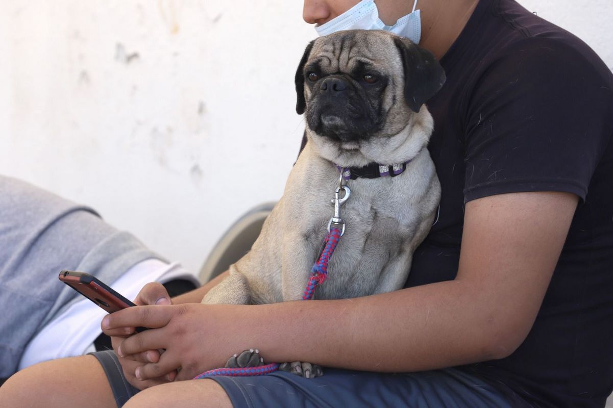 Lanza Ayuntamiento invitación para esterilizar mascotas a bajo costo