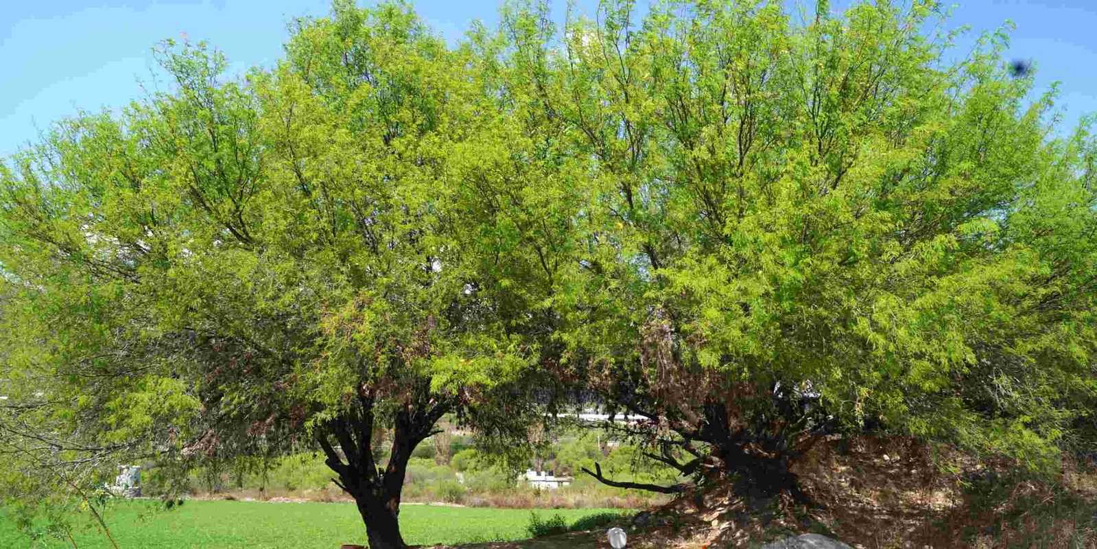 Arrasar con árboles nativos es llevarlos a la extinción: Ambientalista