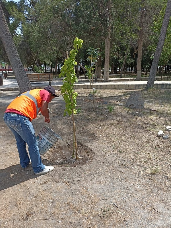 Continúa reforestación en Alameda de Arteaga