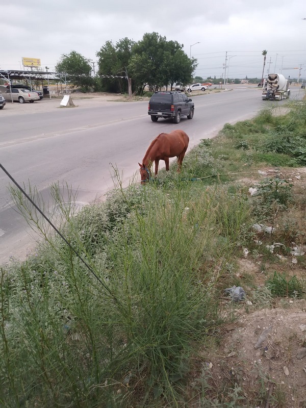 Instan a establecer un Control Riguroso de Equinos ante alto riesgo de accidentes en vías publicas y carreteras