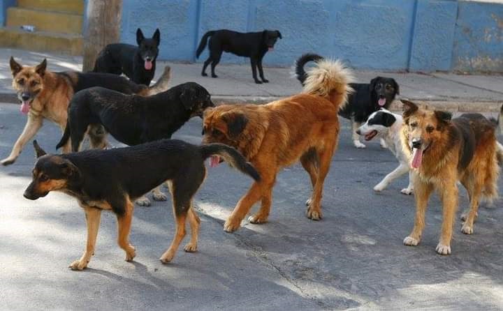 Sobrepoblación canina pone de cabeza a vecinos de la colonia Nueva Esperanza