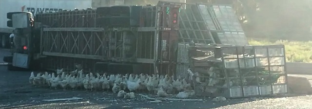 Cientos de pollos y gallinas se esparcen al volcar el tráiler que los transportaba