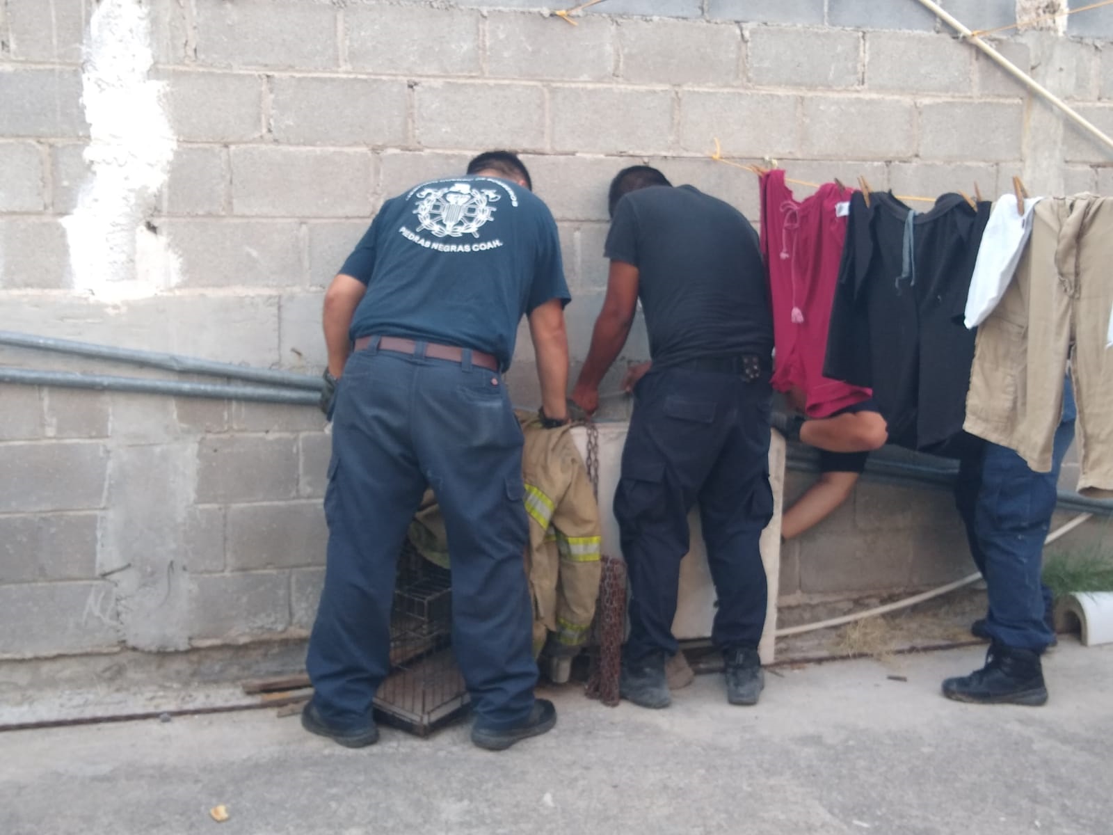 Rescata Protección Civil a mapache