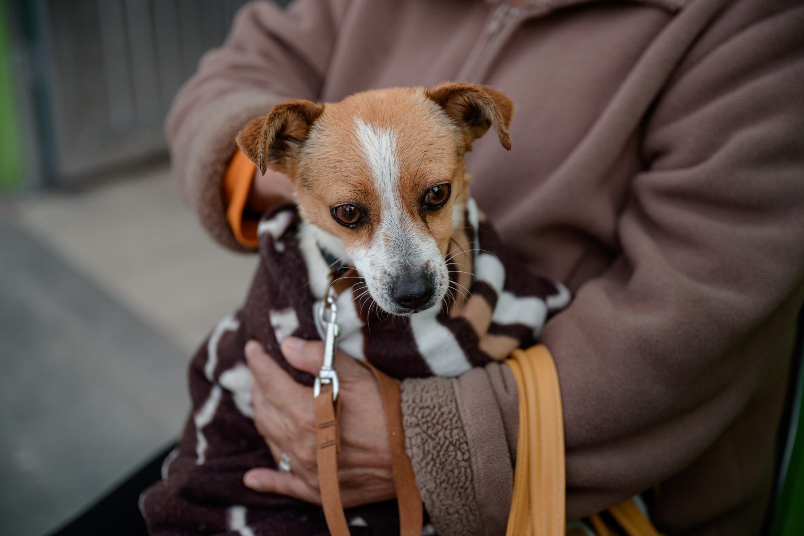 Arranca Javier Díaz Campaña Anual de Esterilización de Mascotas