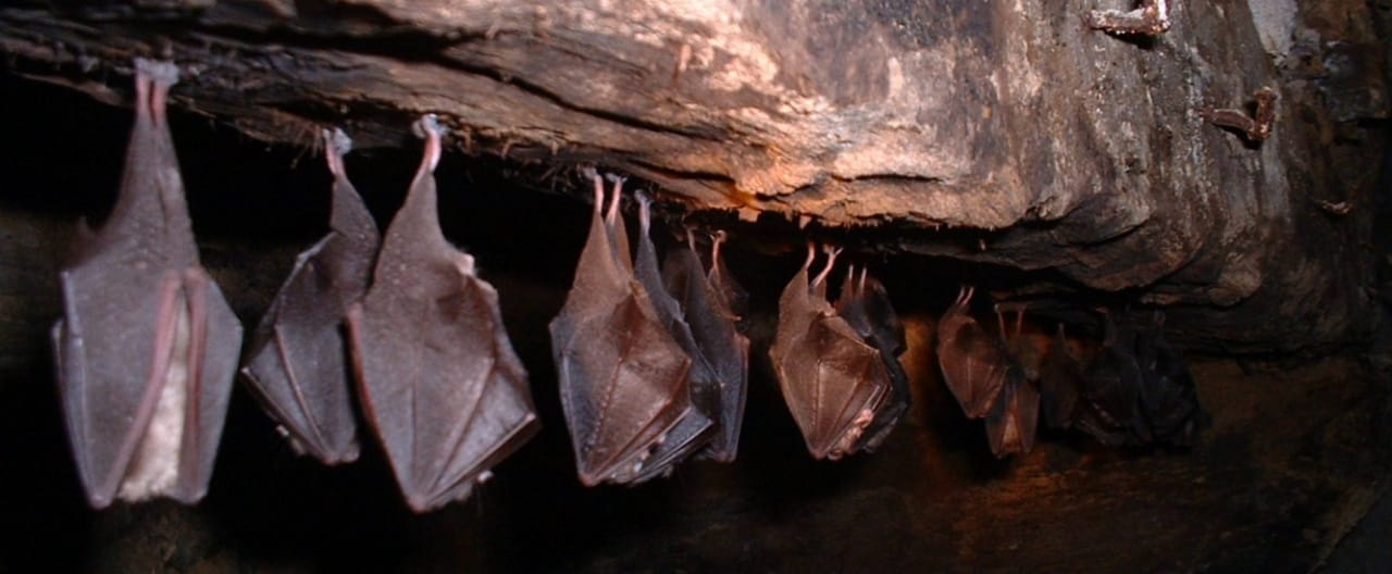 21 especies de murciélagos se encuentran en el noreste de México: Dávila Paulín