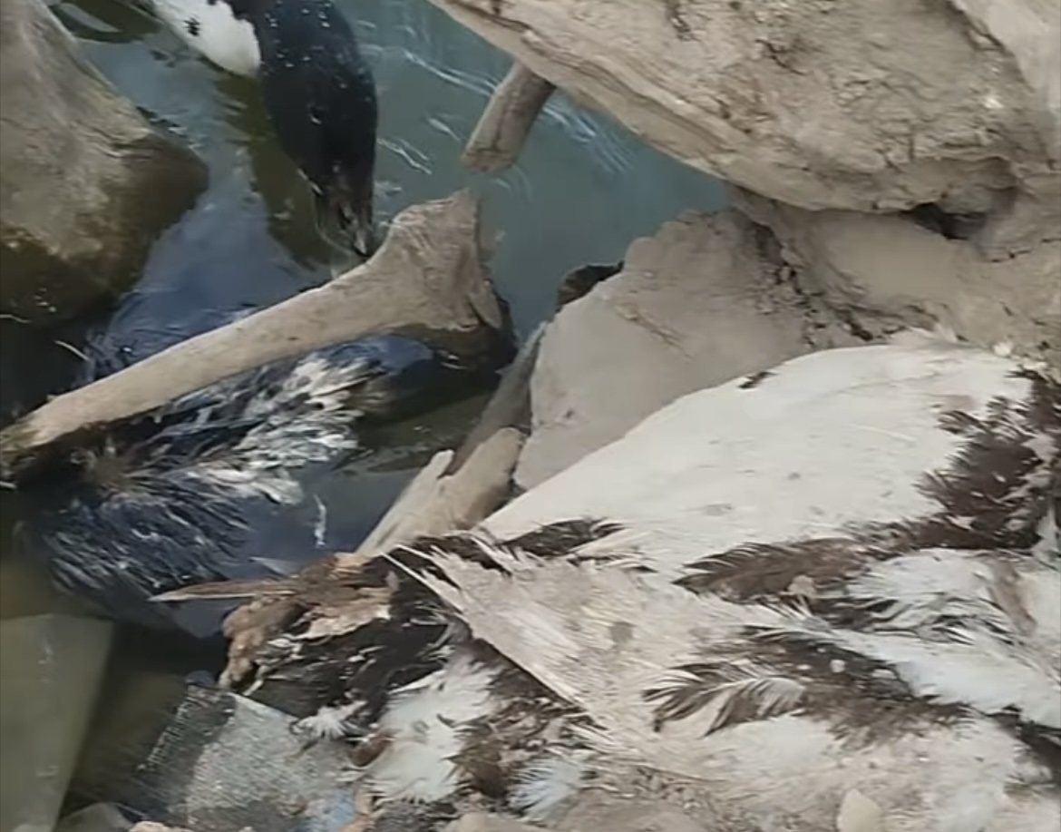 Aparecen más patos muertos en el lago de la Ciudad Deportiva de Saltillo