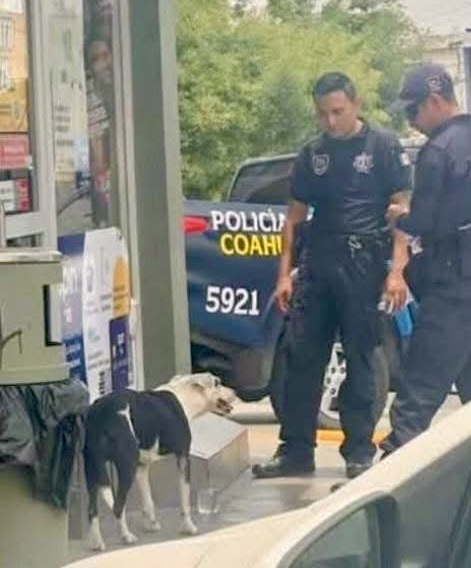 Policías de Coahuila conmueven al país al hidratar a perro callejero bajo el intenso calor