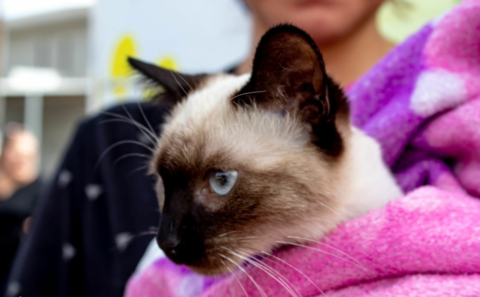Inicia campaña de esterilización “Michitos Machitos”