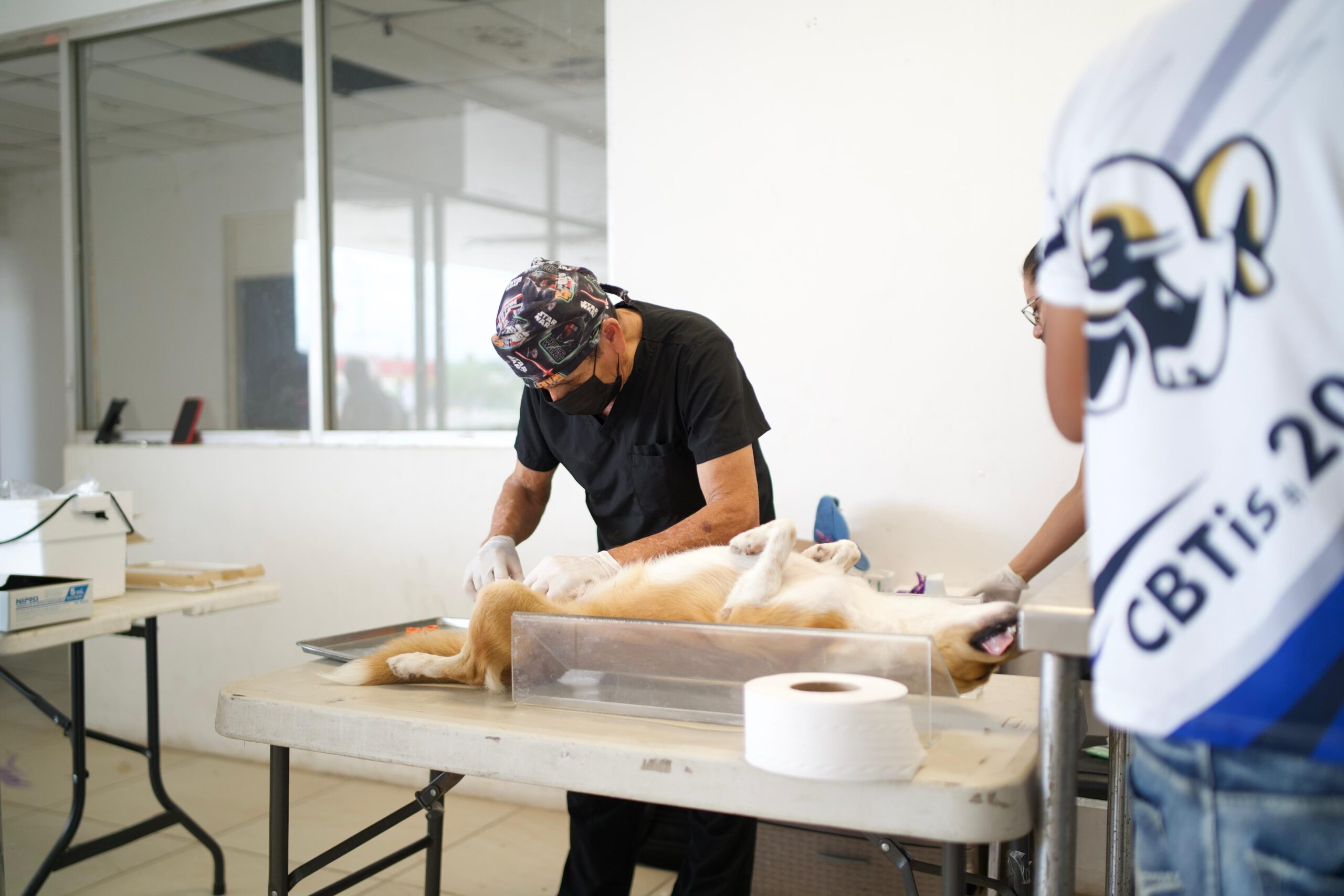 Inicia campaña gratuita de esterilización canina en Sabinas