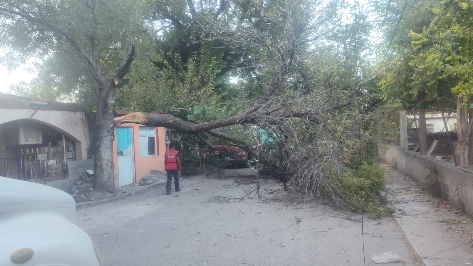 CONDUCTOR HUYE TRAS IMPACTAR CON UN ÁRBOL Y CABLES DE LUZ DE UNA VIVIENDA