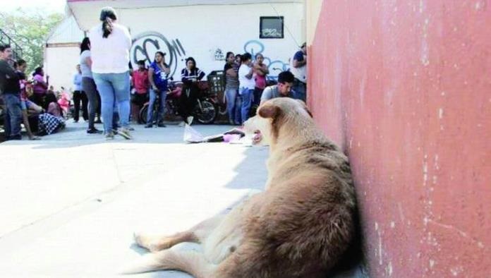 Piden no llevar mascotas a las escuelas; previenen riesgos a la salud de alumnos