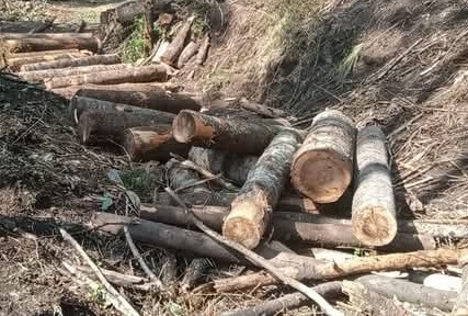 Sin control tala clandestina de árboles en Sabinas