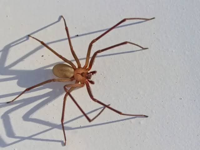 No hubo víctima de piquete de araña violinista en Nueva Rosita